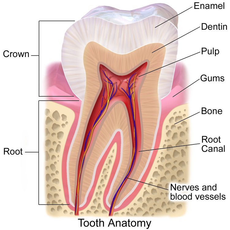 Root Canal Treatment
